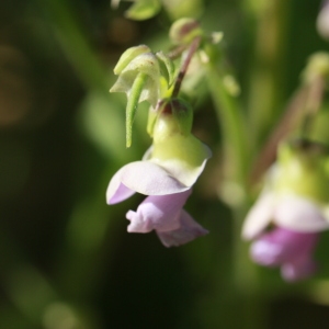 Photographie n°184872 du taxon Phaseolus vulgaris L. [1753]