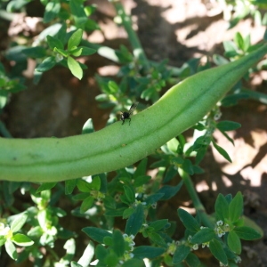 Photographie n°184875 du taxon Phaseolus vulgaris L. [1753]