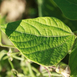 Photographie n°184877 du taxon Phaseolus vulgaris L. [1753]