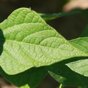 Photographie n°184880 du taxon Phaseolus vulgaris L. [1753]