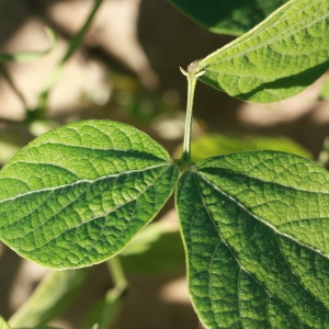 Photographie n°184882 du taxon Phaseolus vulgaris L. [1753]