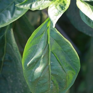 Photographie n°184901 du taxon Capsicum annuum L. [1753]