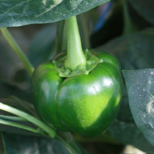 Photographie n°184903 du taxon Capsicum annuum L. [1753]