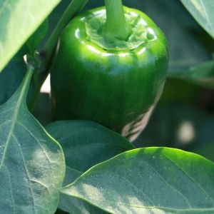 Photographie n°184905 du taxon Capsicum annuum L. [1753]