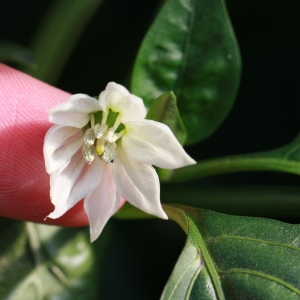 Photographie n°184908 du taxon Capsicum annuum L. [1753]