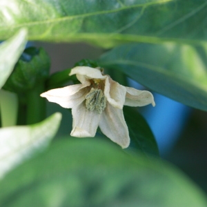 Photographie n°184910 du taxon Capsicum annuum L. [1753]