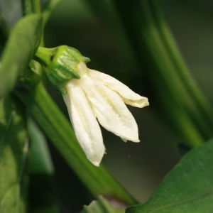 Photographie n°184911 du taxon Capsicum annuum L. [1753]