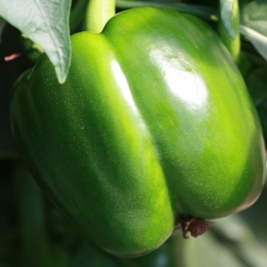 Photographie n°184913 du taxon Capsicum annuum L. [1753]