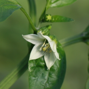 Photographie n°184915 du taxon Capsicum annuum L. [1753]