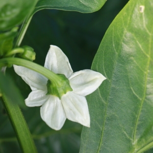 Photographie n°184925 du taxon Capsicum annuum L. [1753]