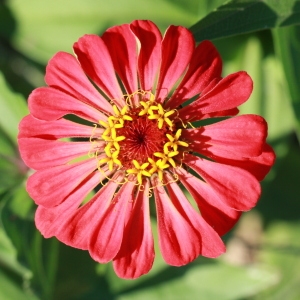 Zinnia haageana Regel (Zinnia)