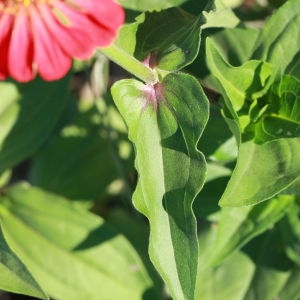 Photographie n°184931 du taxon Zinnia mexicana hort. ex Vilm. [1865]