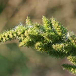 Photographie n°184943 du taxon Amaranthus hybridus L. [1753]