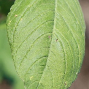 Photographie n°184946 du taxon Amaranthus hybridus L. [1753]