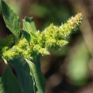 Photographie n°184951 du taxon Amaranthus hybridus L. [1753]