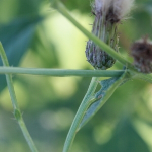 Photographie n°184959 du taxon Cirsium arvense (L.) Scop. [1772]