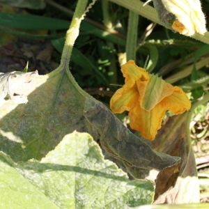 Photographie n°184963 du taxon Cucurbita maxima Duchesne [1786]