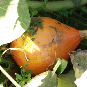 Photographie n°184964 du taxon Cucurbita maxima Duchesne [1786]