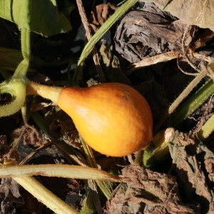 Photographie n°184967 du taxon Cucurbita maxima Duchesne [1786]