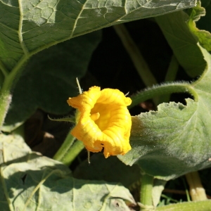 Photographie n°184972 du taxon Cucurbita maxima Duchesne [1786]