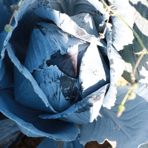 Photographie n°184983 du taxon Brassica oleracea var. capitata (L.) Lambinon