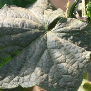 Photographie n°184995 du taxon Cucumis sativus L. [1753]