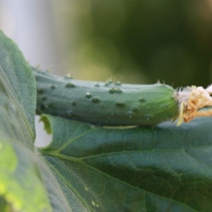 Photographie n°184998 du taxon Cucumis sativus L. [1753]