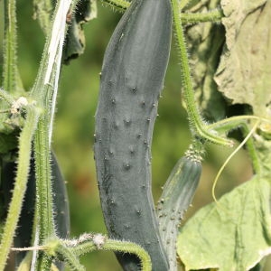 Photographie n°185003 du taxon Cucumis sativus L. [1753]