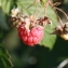  Hervé GOËAU - Rubus idaeus L. [1753]