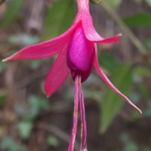 Fuchsia magellanica cv. Riccartonii 
