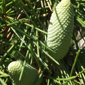 Abies deodara (Roxb. ex D.Don) Lindl. (Cèdre de l'Himalaya)