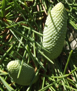 Jean-Claude Echardour, le  5 septembre 2013 (Saffré)