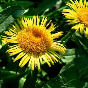 Aster britannicus (L.) All. (Inule britannique)