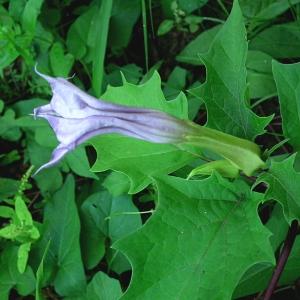 Datura stramonium subsp. stramonium var. tatula f. godronii (Danert) Geerinck & Walravens