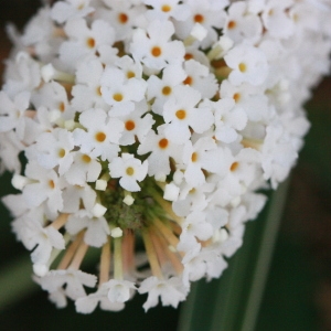 Photographie n°185178 du taxon Buddleja davidii Franch. [1887]