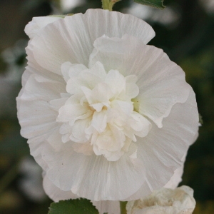 Photographie n°185207 du taxon Alcea rosea L. [1753]