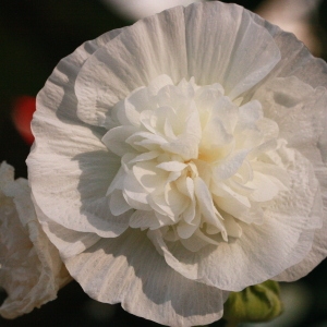 Photographie n°185212 du taxon Alcea rosea L. [1753]
