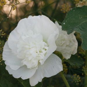 Photographie n°185215 du taxon Alcea rosea L. [1753]