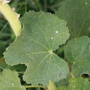 Photographie n°185216 du taxon Alcea rosea L. [1753]