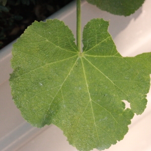Photographie n°185218 du taxon Alcea rosea L. [1753]