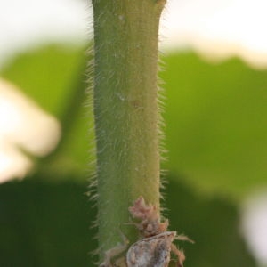 Photographie n°185224 du taxon Alcea rosea L. [1753]