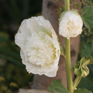Photographie n°185227 du taxon Alcea rosea L. [1753]