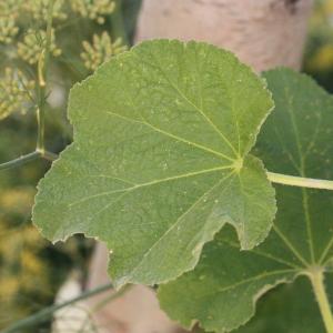 Photographie n°185231 du taxon Alcea rosea L. [1753]