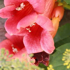 Photographie n°185233 du taxon Campsis radicans (L.) Bureau [1864]