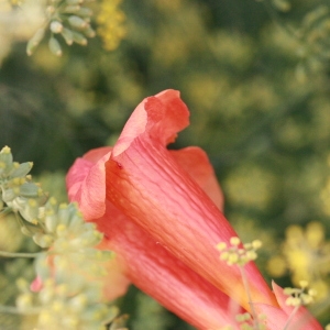 Photographie n°185234 du taxon Campsis radicans (L.) Bureau [1864]