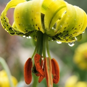 Photographie n°185239 du taxon Lilium pyrenaicum Gouan [1773]