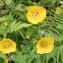  Alain LÉtrange - Meconopsis cambrica (L.) Vig.