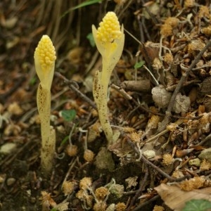 Photographie n°185307 du taxon Neottia nidus-avis (L.) Rich. [1817]