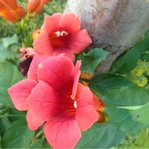 Photographie n°185317 du taxon Campsis radicans (L.) Bureau [1864]