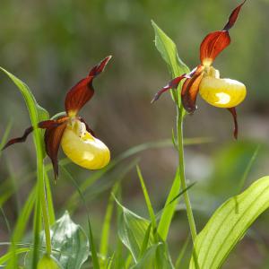 Cypripedium calceolus L. [1753] [nn20864] par Roland LAUNAY le 21/05/2011 - Saint-Michel-les-Portes